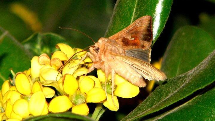Polilla alimentándose de néctar