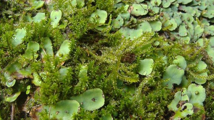 Hepática Talosa Compleja Plagiochasma rupestre