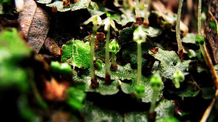 Lunularia cruciata hepática talosa compleja