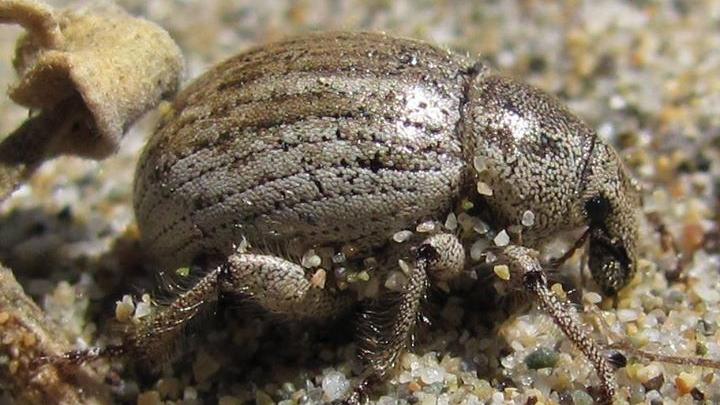 Geosphaeropterus pegnai Elgueta