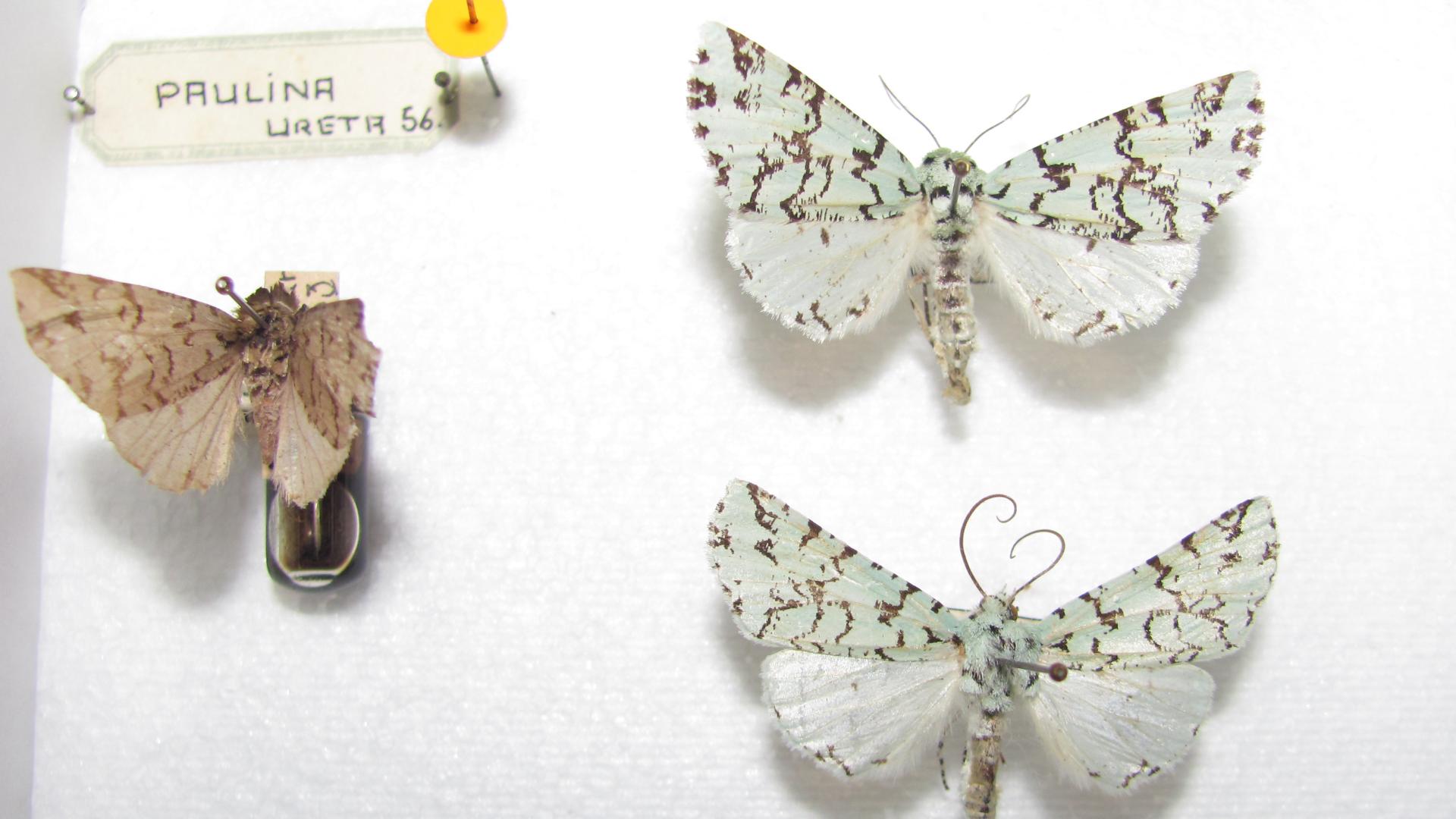 Ejemplares de Leucolithodes paulina, de la Colección Nacional de Lepidoptera (MNHN). Ejemplares de Leucolithodes paulina (Ureta, 1956), de la Colección Nacional de Lepidoptera (Museo Nacional de Historia Natural, Santiago).