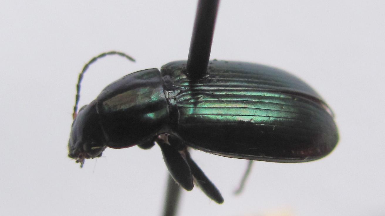 Ejemplar adulto de Allendia chilensis (Dejean, 1829), Ejemplar adulto de Allendia chilensis (Dejean, 1829),