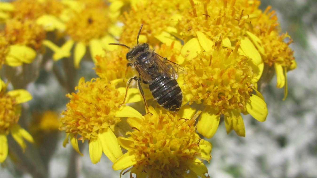 Acamptopoeum submetallicum