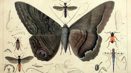 Philippi, 1871. StettinerEntZeit 32, lamina original coloreada. Philippi, 1871. StettinerEntZeit 32, lamina original coloreada.