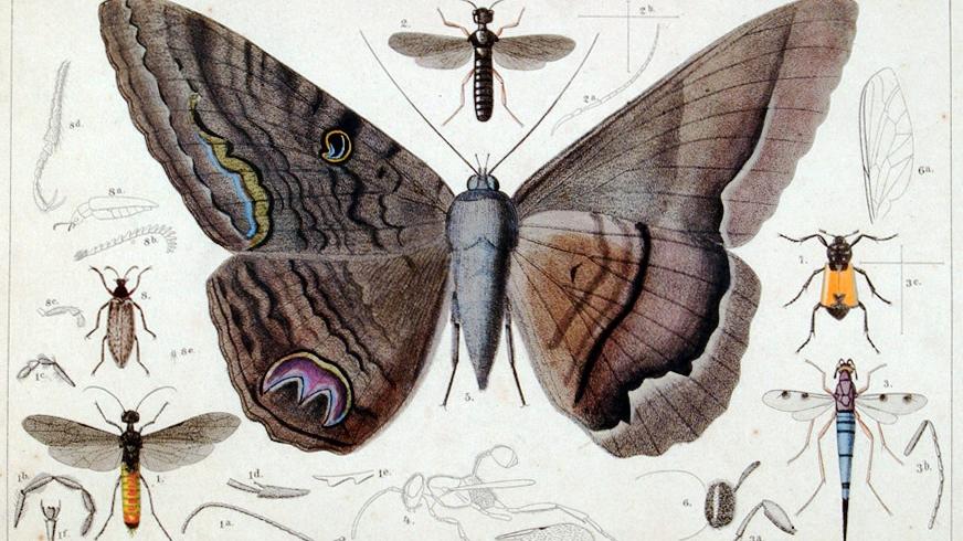 Lámina pintada por R. A. Philippi: al centro Erebus marquesi Ph., actualmente Ascalapha odorata.