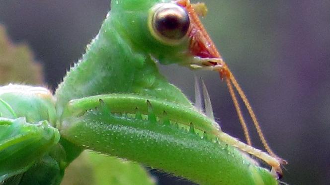 Detalle de parte anterior del cuerpo, mostrando la pata anterior modificada con hileras de espinas en bordes de fémur.