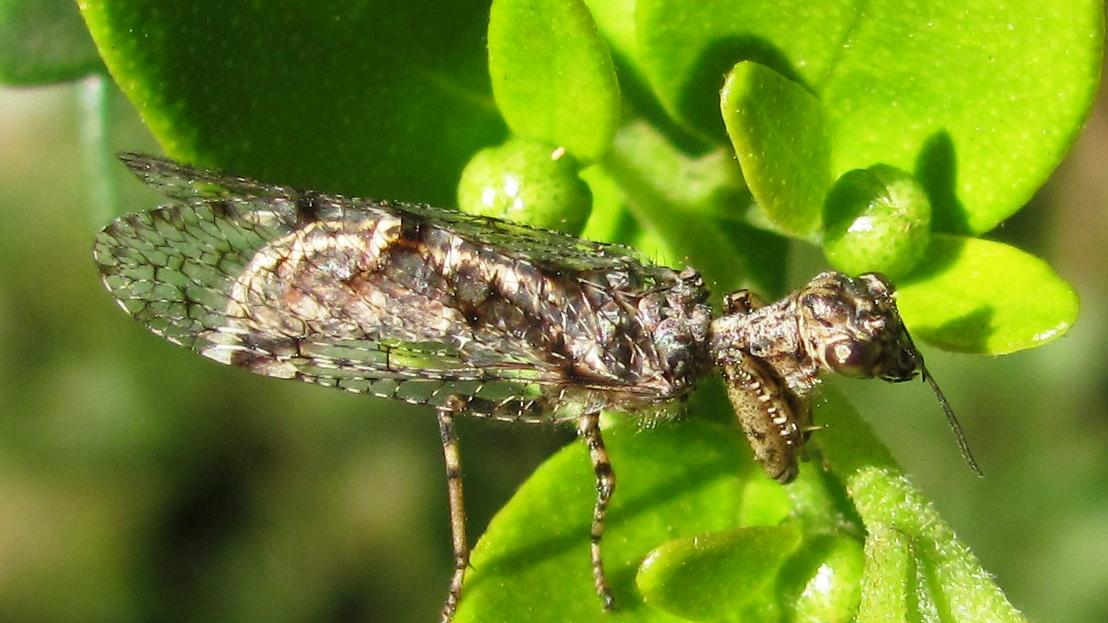 Gerstaeckerella chilensis, adulto en follaje de colliguay macho o lechón (Adenopeltis serrata).