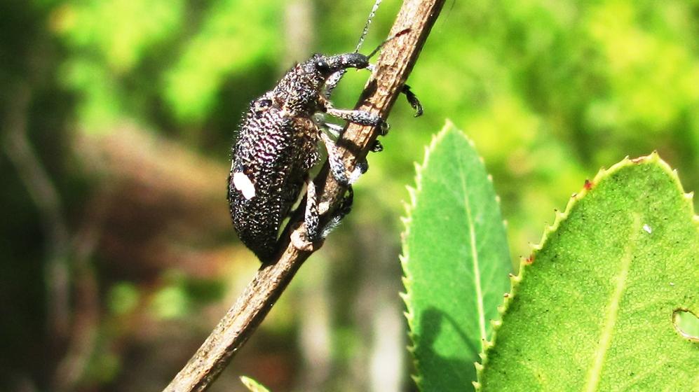 Adulto de Dicordylus binotatus en "bollén". Adulto de Dicordylus binotatus en "bollén".