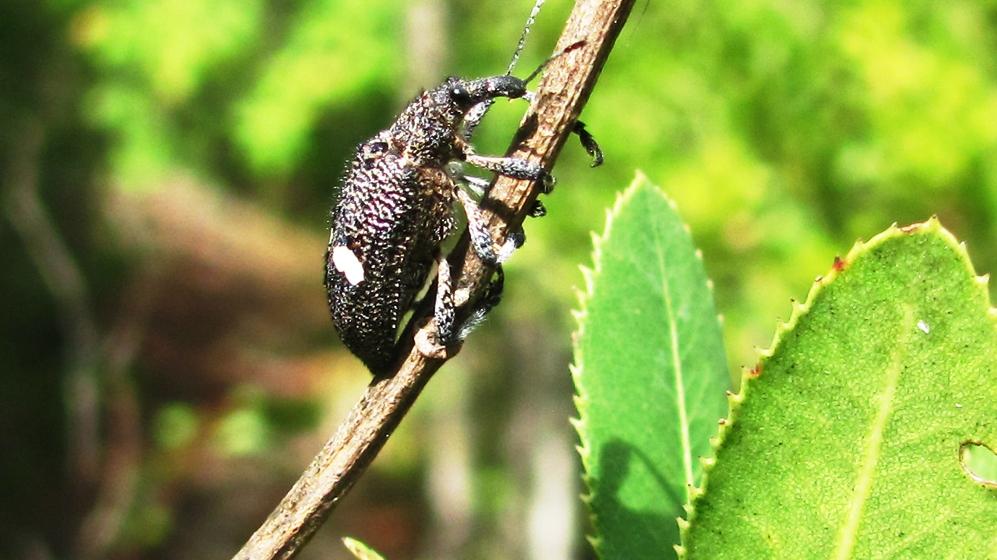 Adulto de Dicordylus binotatus en "bollén".