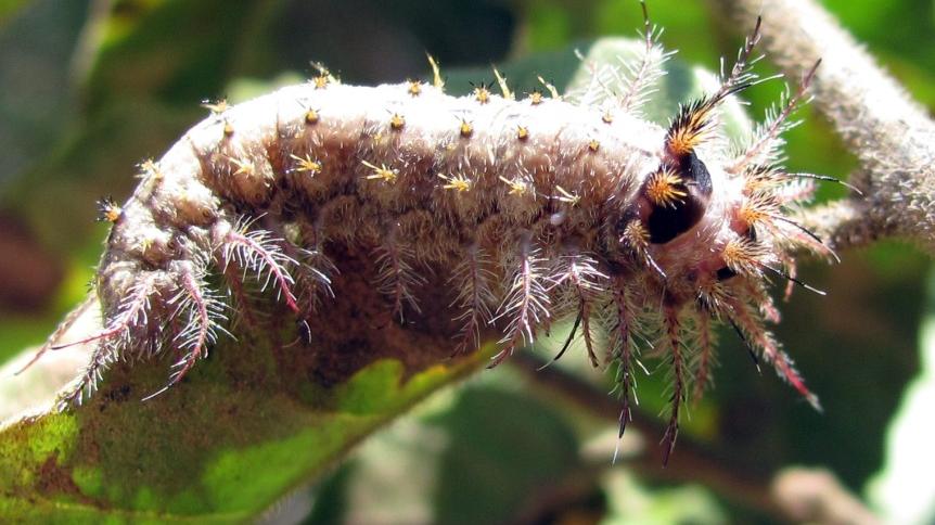 Saturniidae Polythysana pos. cinerascens (Philippi), larva Reserva Forestal Tanumé (foto: Mario Elgueta). Saturniidae Polythysana pos. cinerascens (Philippi), larva Reserva Forestal Tanumé (foto: Mario Elgueta).