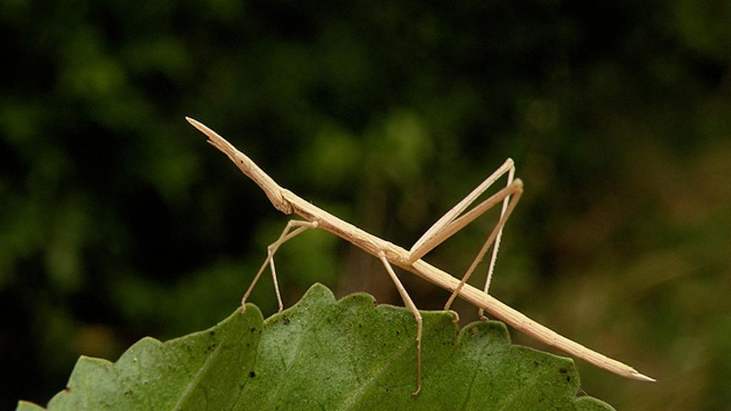 Proscopiidae (Foto: Andrea Ugarte) Proscopiidae (Foto: Andrea Ugarte)