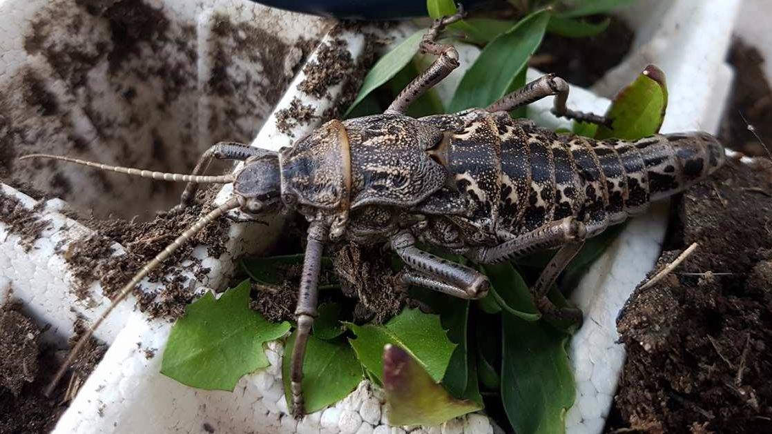 Agathemera claraziana Agathemera claraziana