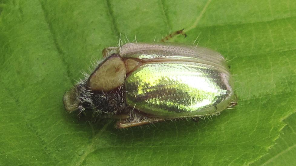 Phytholaema mutabilis (Los Queñes, provincia de Curicó).