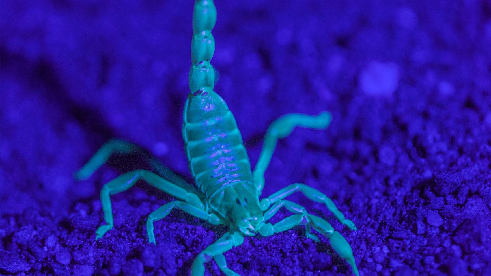 Brachistosternus philippii Ojanguren-Affilastro, Pizarro-Araya y Ochoa, 2018. Ejemplar fotografiado por Jaime Pizarro bajo luz UV en un campo de dunas costeras del Monumento Natural Paposo Norte, Antofagasta (Chile). (Agencia Monoclope - Universidad de L