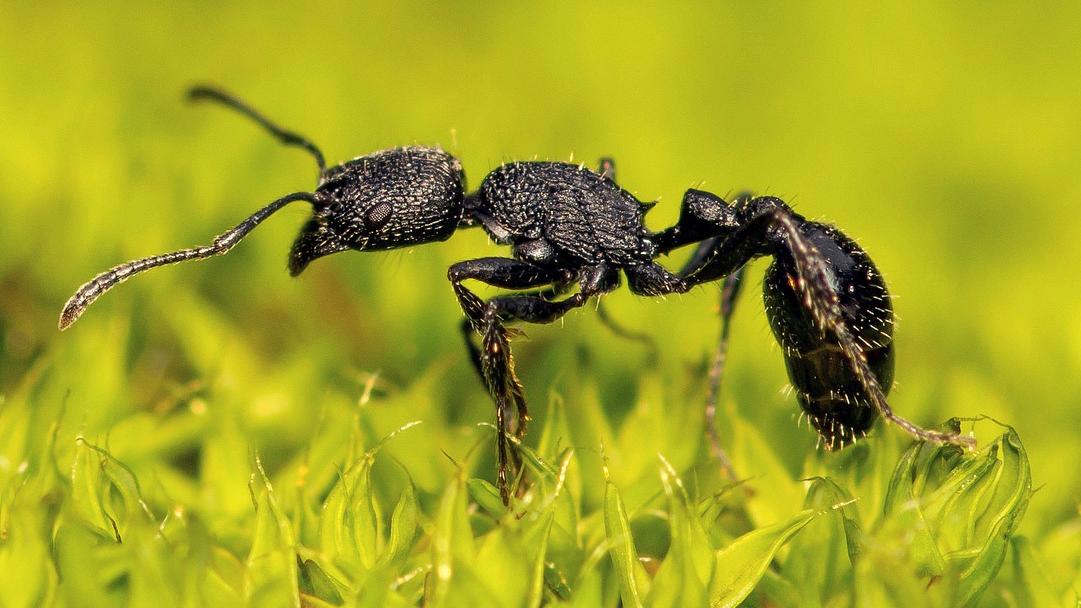 Ejemplar de Pogonomyrmex angustus Mayr, 1870, en prado de musgos (Fotografía por Patrich Cerpa). Ejemplar de Pogonomyrmex angustus Mayr, 1870, en prado de musgos (Fotografía por Patrich Cerpa).