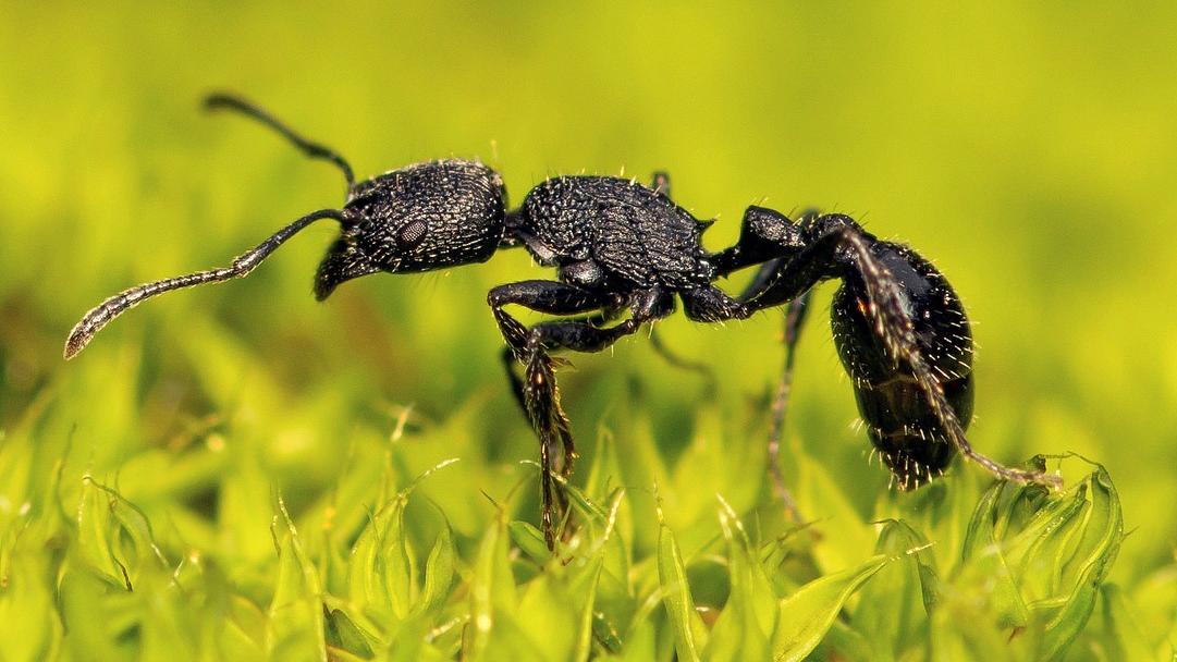 Ejemplar de Pogonomyrmex angustus Mayr, 1870, en prado de musgos (Fotografía por Patrich Cerpa).