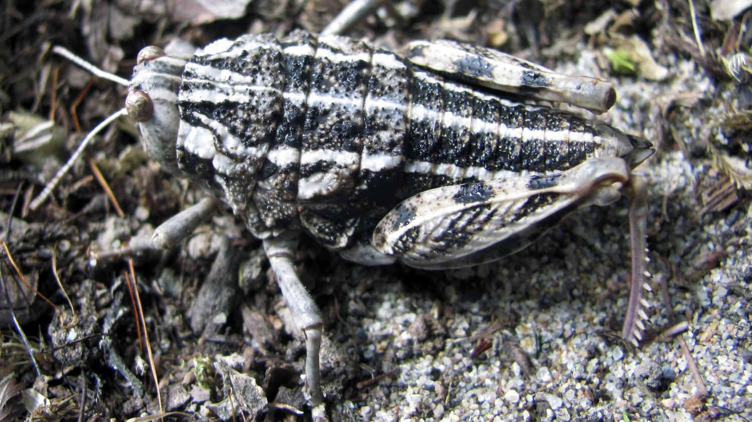 Hembra de Bufonacris bruchi, especie presente en ambientes patagónicos de la región de Aysén (ejemplar recolectado por Herman Núñez y Juan Carlos Torres).