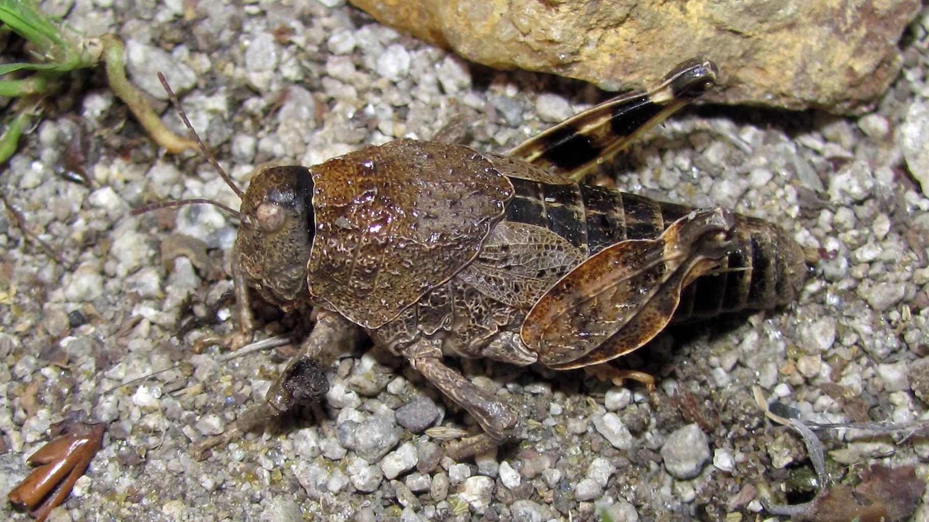 Adulto hembra de langosta de Combarbalá (nótese el pequeño tamaño de alas, las que no se tocan en el dorso, y la presencia de venas ramificadas lo que indica que es un ejemplar adulto).