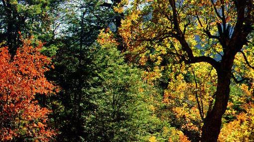 Bosque