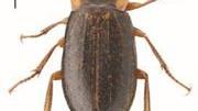 Adulto Rhantus selkirki (M. Michat; escala=1,5mm)