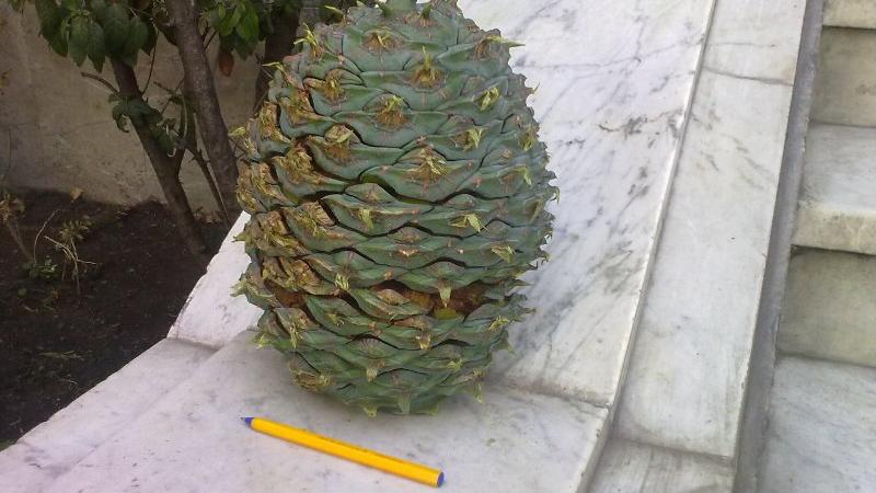 Fruto araucaria australiana