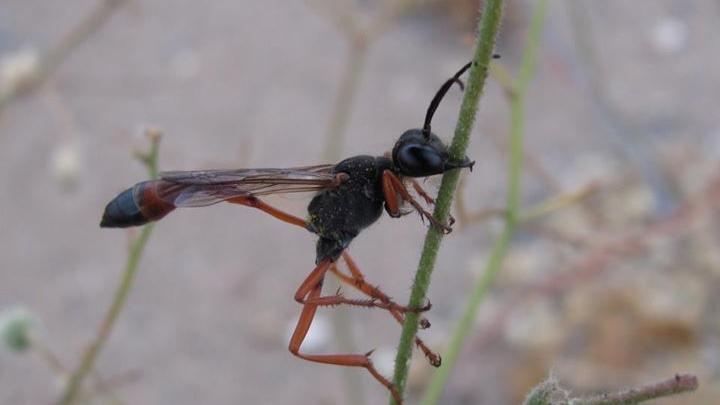 Ammophila laeviceps en Cristaria.