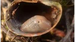 Especie de babosa Deroceras sp