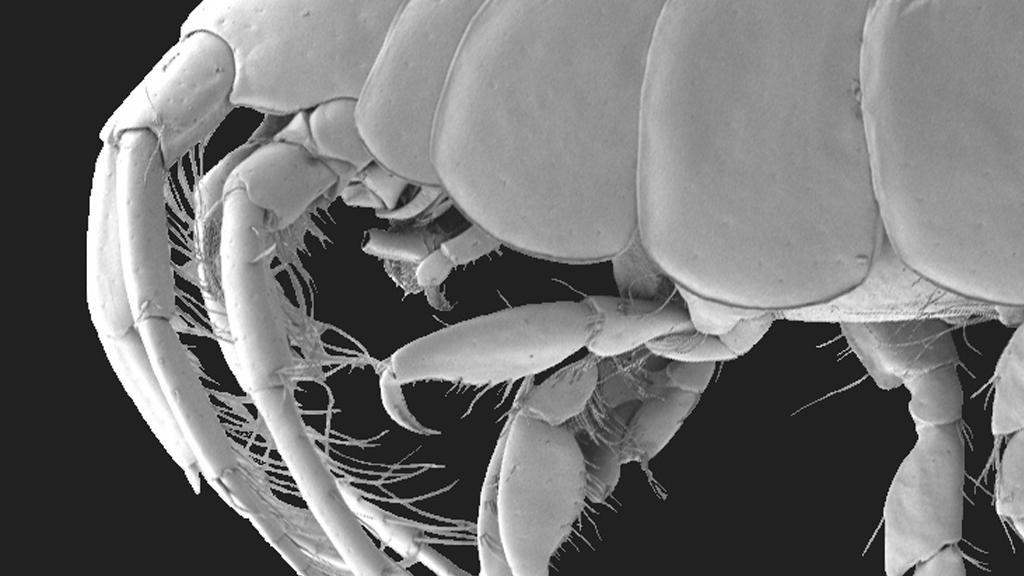 Aspecto general de la hembra de la nueva especie Isaeopsis chiloensis Pérez-Schultheiss & Pardo, 2020. Aspecto general de la hembra de la nueva especie Isaeopsis chiloensis Pérez-Schultheiss & Pardo, 2020.