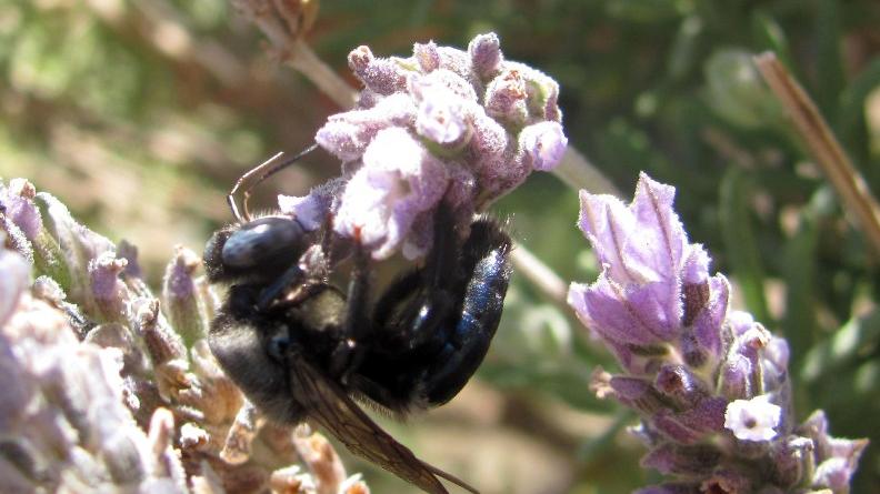 Adultos de abeja carpintera en flores de lavanda