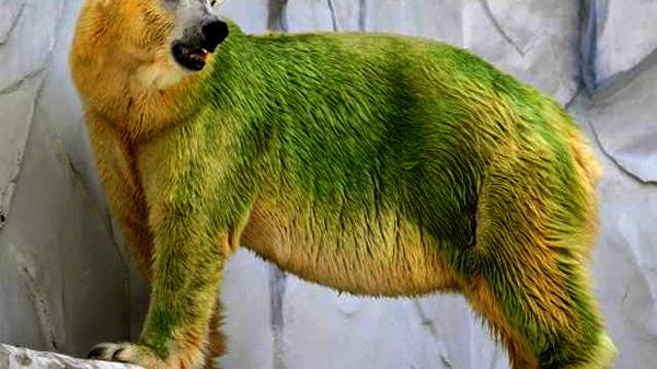 Oso verde Oso verde