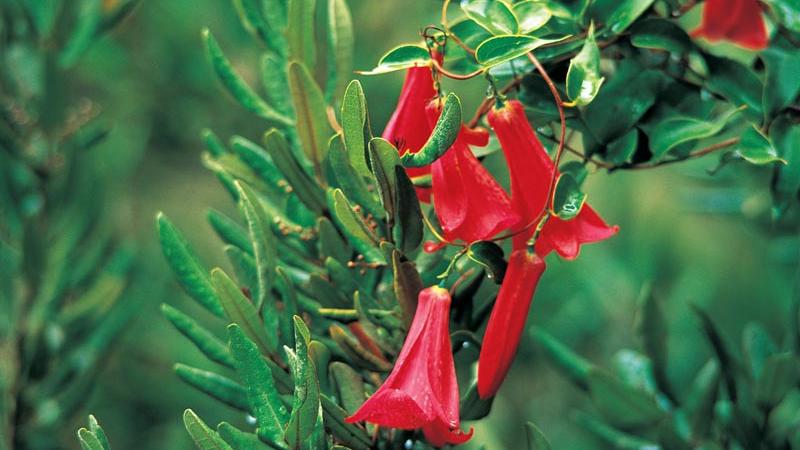 Copihues (Lapageria rosea)