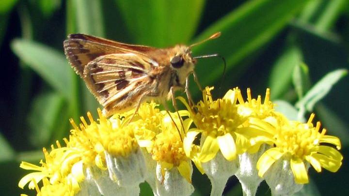 Hylephila fasciolata en flor Cineraria maritima