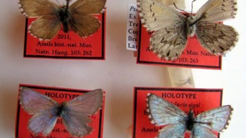Nuevas species de Lycaenidae