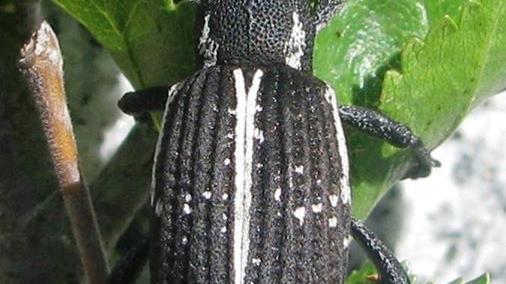 Aegorhinus bilineatus Elgueta