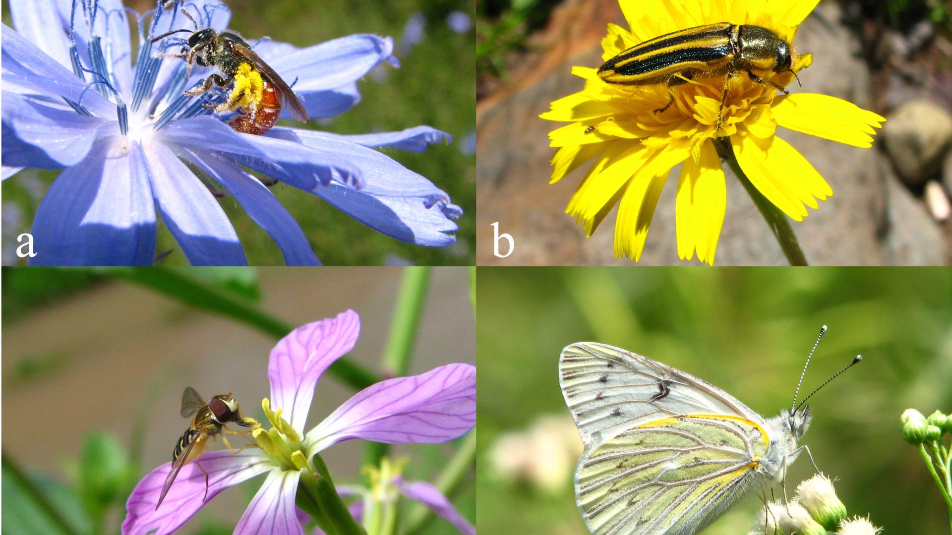 a) Abeja silvestre (Hymenoptera: Halictidae); b) escarabajo (Coleoptera: Buprestidae)