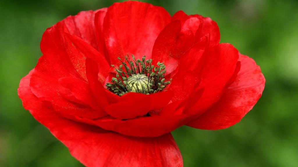 Amapola roja.