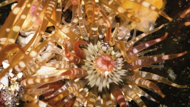 Anthopleura radians Anthopleura radians