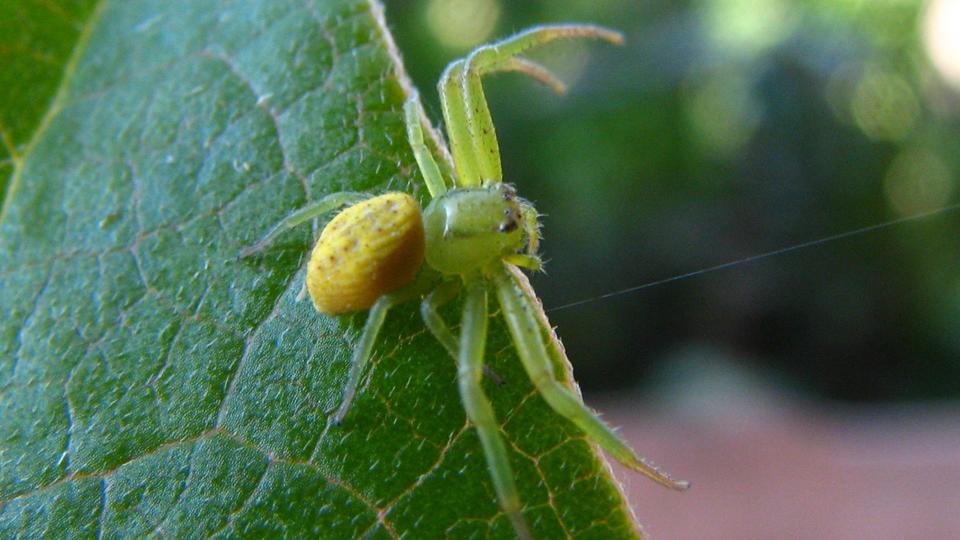 Araña Thomisidae Araña Thomisidae