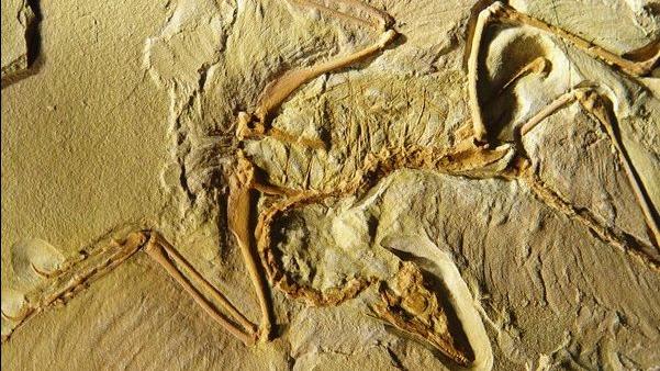 Archaeopteryx