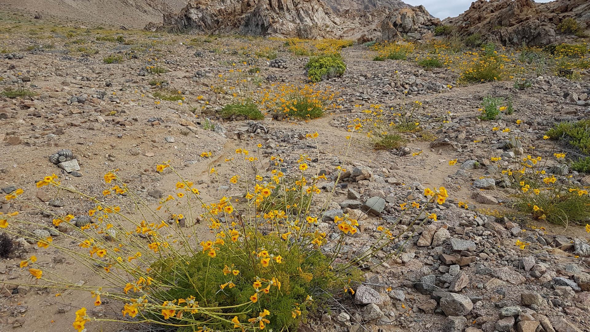 Argylia radiata (terciopelo), sector Pan de azúcar (Foto G. Rojas)