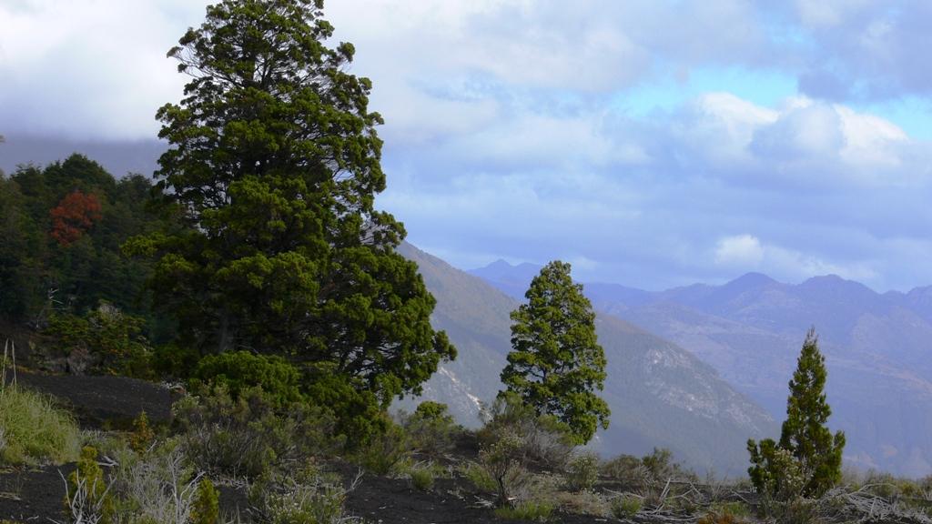 Austrocedrus chilensis (Imagen: Óscar Gálvez)