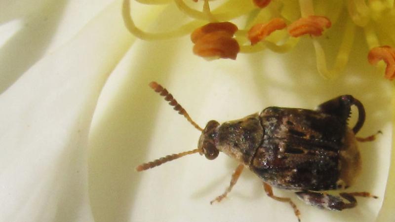 Penthobrucus germaini en rosa