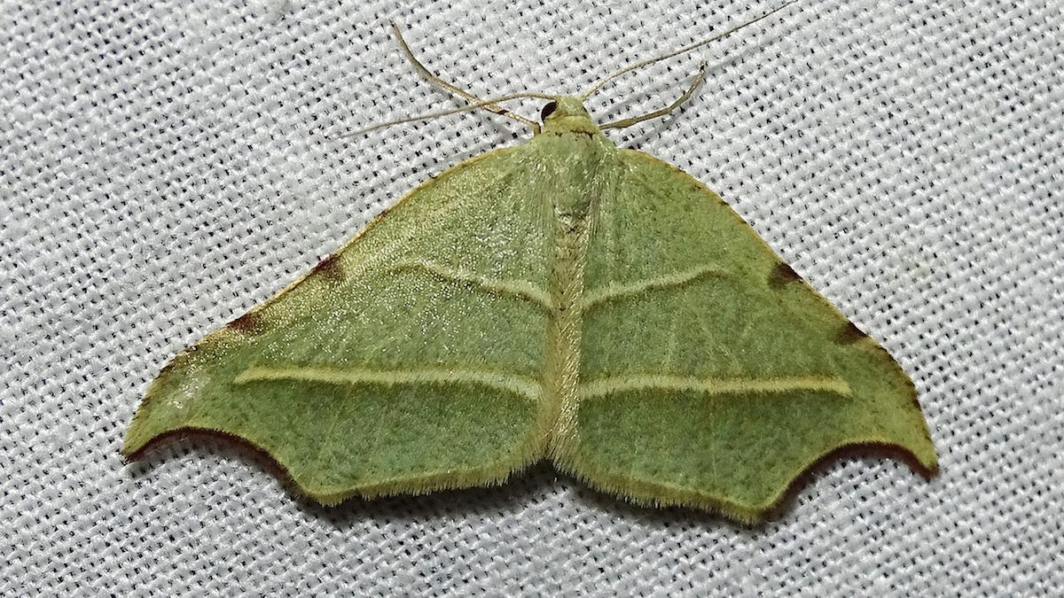 Chlorotimandra viridis Butler, 1882 (Geometridae) (Fotografía J. Pérez-Schultheiss).