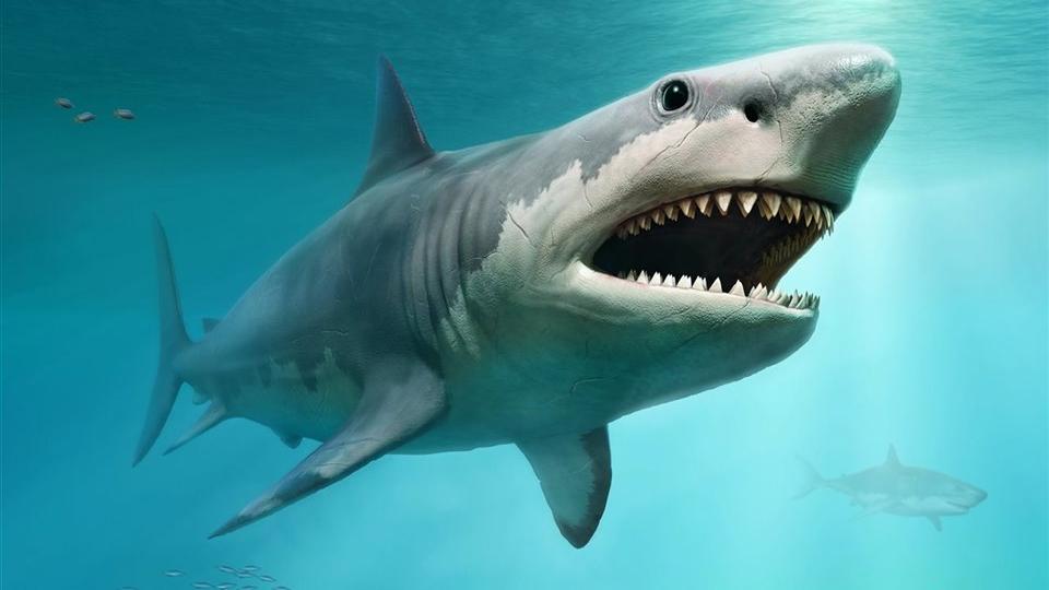 Paleoreconstrucción de un Megalodon adulto (Fuente: Istock). Paleoreconstrucción de un Megalodon adulto (Fuente: Istock)
