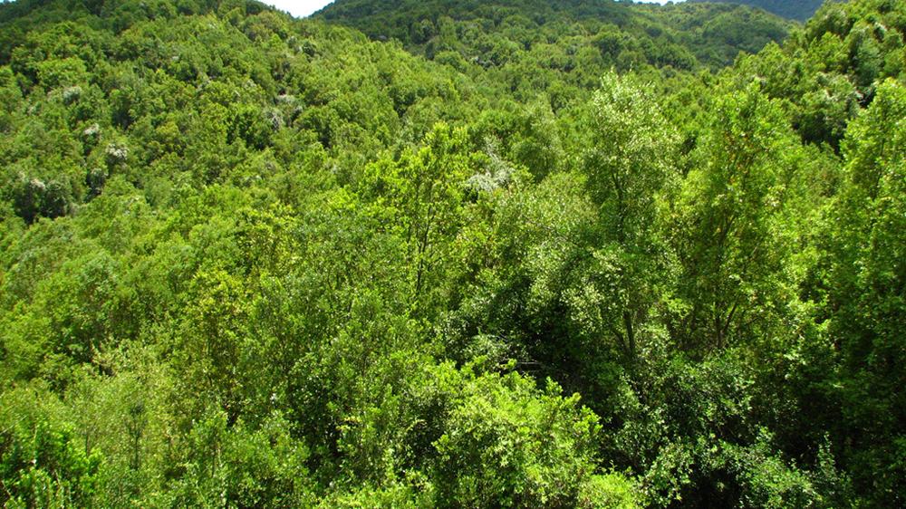 Bosque esclerófilo de la Quebrada El Sauce, Chimbarongo.