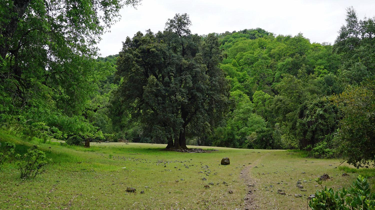 Monte Oscuro, Curicó, localidad tipo de Kurimawida sepulvedai.