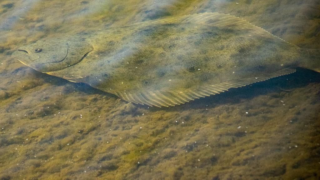 Cabecera- Lenguado californiano (Paralichthys californicus)- (c) Peggy Romfh.