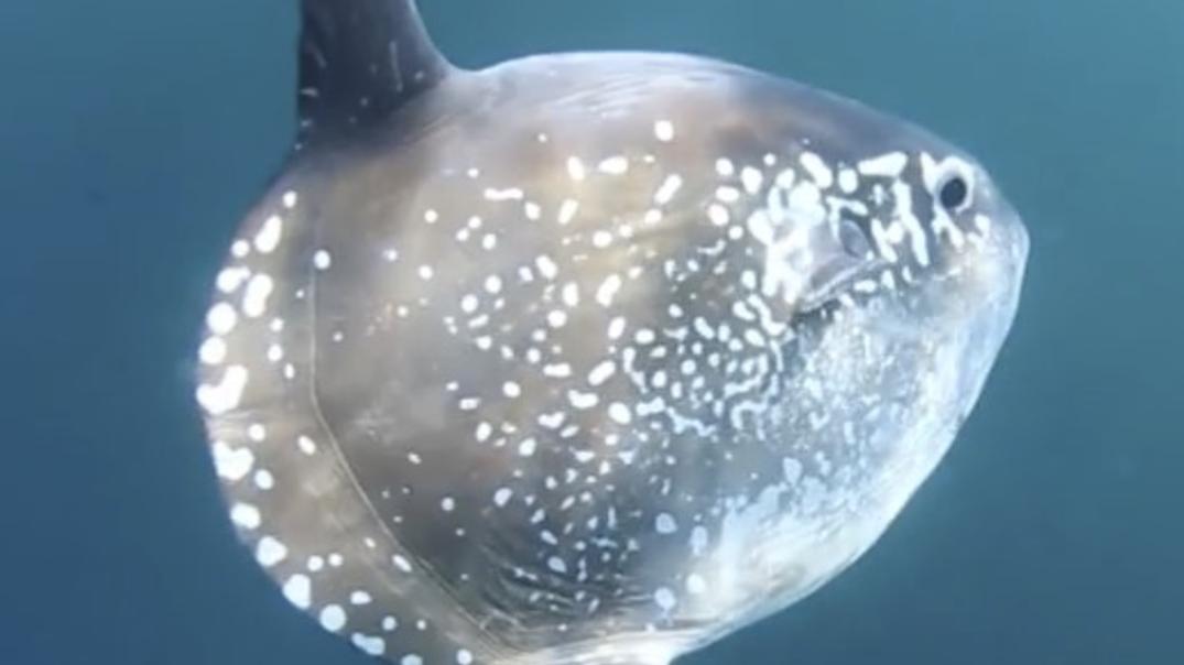 Ejemplar de pez luna (Mola tecta). Foto: © Explorasub