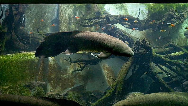 Grupo de peces pulmonados australianos o de Queensland (Neoceratodus forsteri). Foto: © Ianimal. Grupo de peces pulmonados australianos o de Queensland (Neoceratodus forsteri). Foto: © Ianimal.