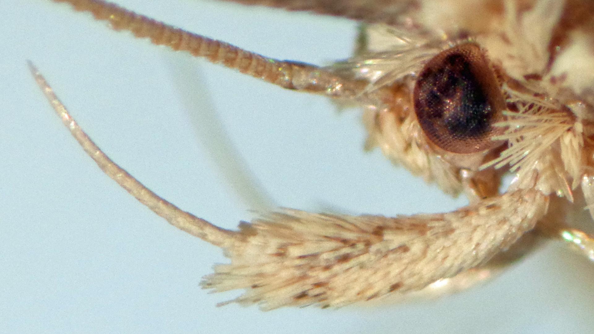 Detalle del palpo labial de Eraina sp. Detalle del palpo labial de Eraina sp.